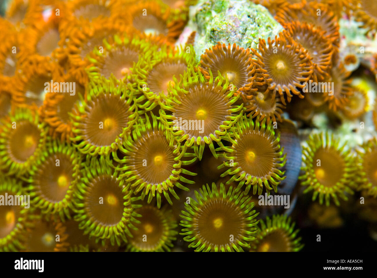 Ortica coralli anemone sotto il mare ISOLE FIJI Sud southsea mare oceano pacifico sottomarino selvatici acqua deserto Coral reef Foto Stock