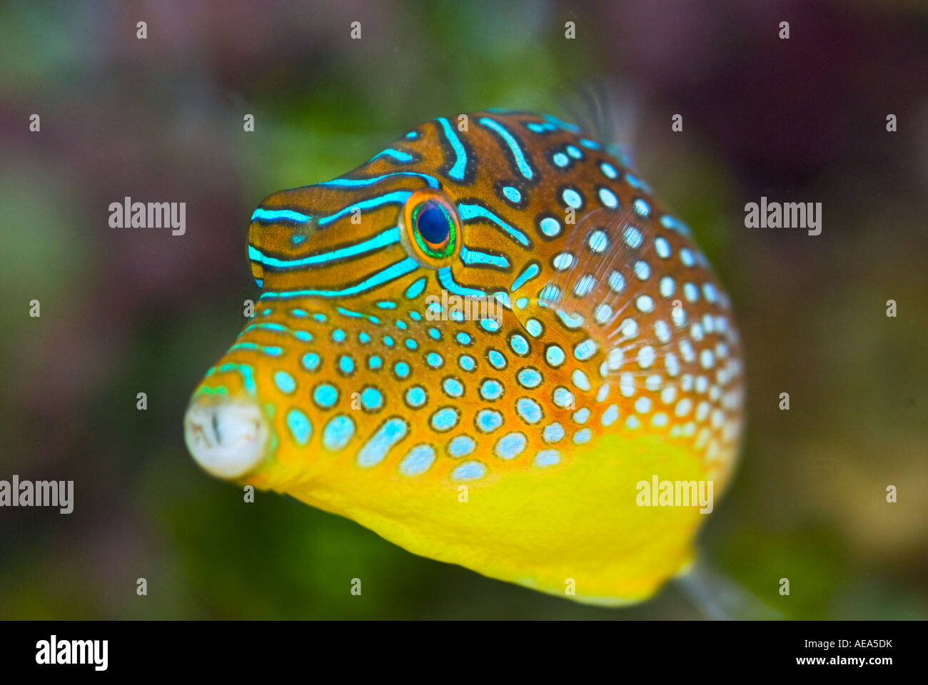 Ostraciidae boxfish Figi Isole a sud southsea mare oceano Pacifico pesce screziato screziato dot ritratto punteggiata naso macro occhio clo Foto Stock