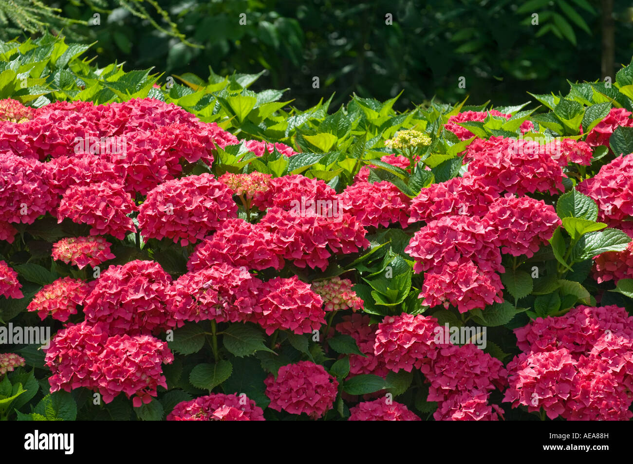 Rosso Hortensie idrangea cespuglio Hortensia teste di fiori hortensia Foto Stock