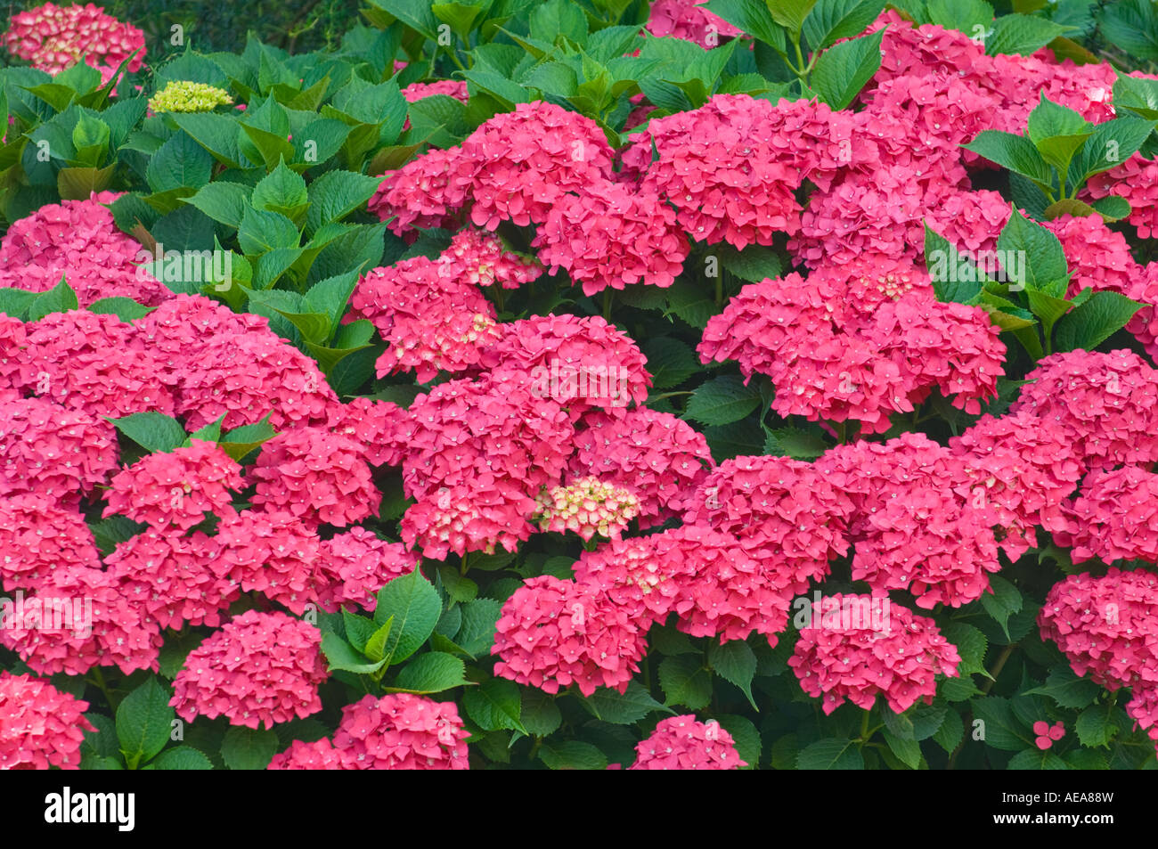 Rosso Hortensie idrangea cespuglio Hortensia teste di fiori hortensia Foto Stock