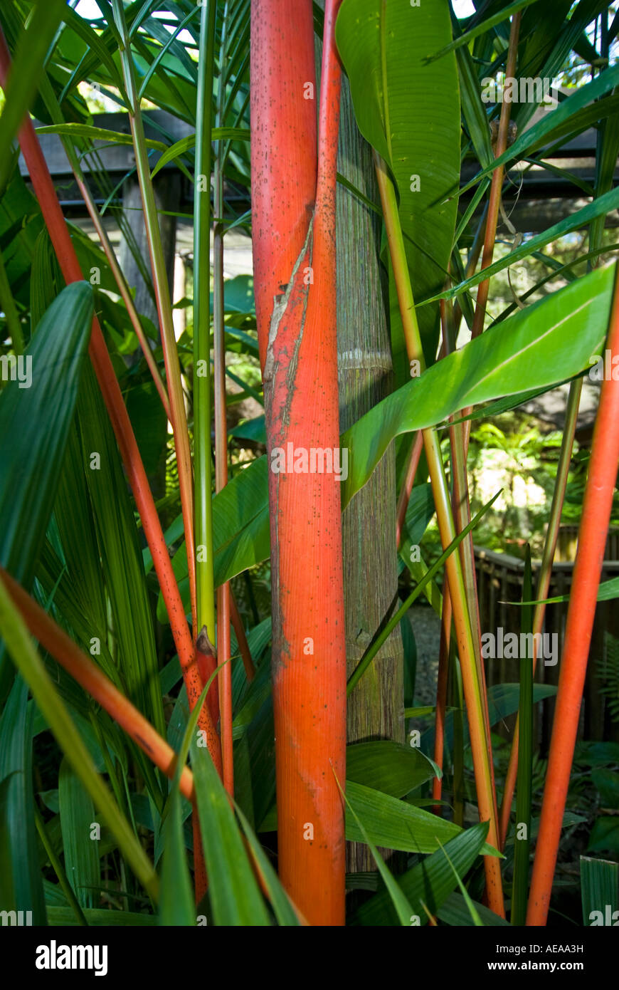Labbro rosso Rossetto Stick Palm Cyrtostachys renda Figi Isole a sud southsea mare oceano Pacifico Foto Stock