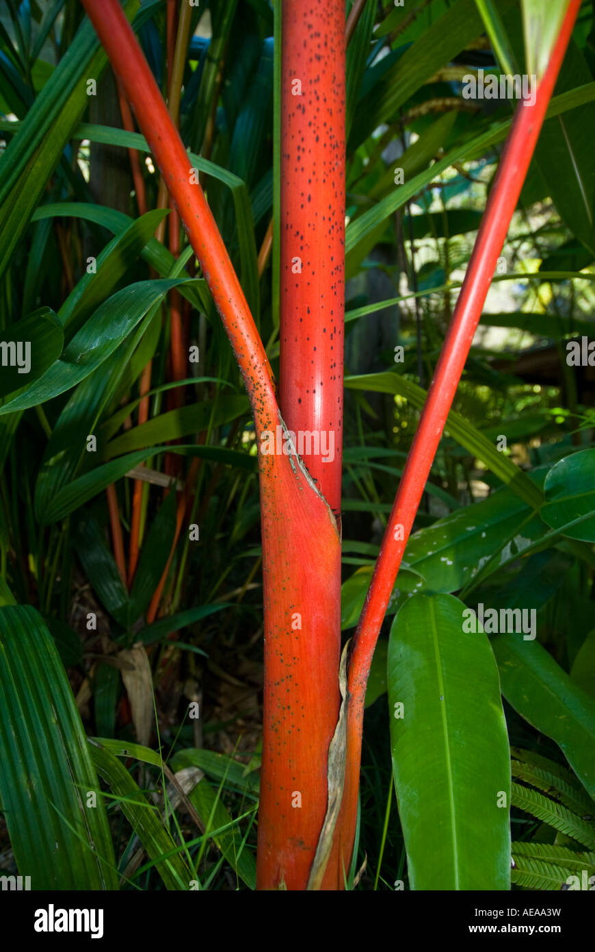 Labbro rosso Rossetto Stick Palm Cyrtostachys renda Figi Isole a sud southsea mare oceano Pacifico Foto Stock