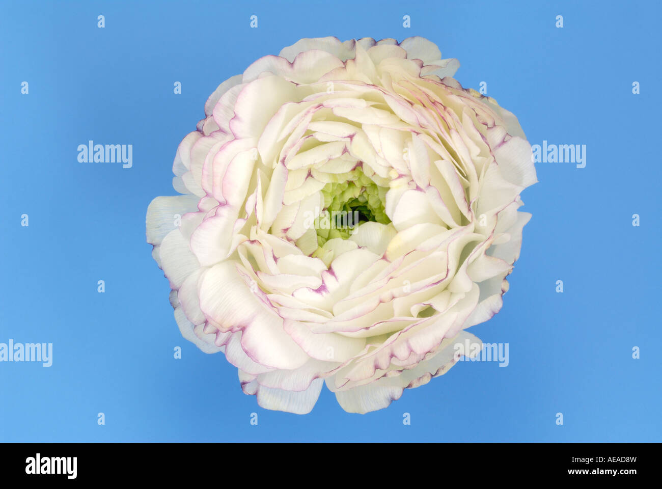 Turbante Ranunculus, ranuncolo persiano (Ranunculus asiaticus ibrido), fiore bianco, studio immagine Foto Stock