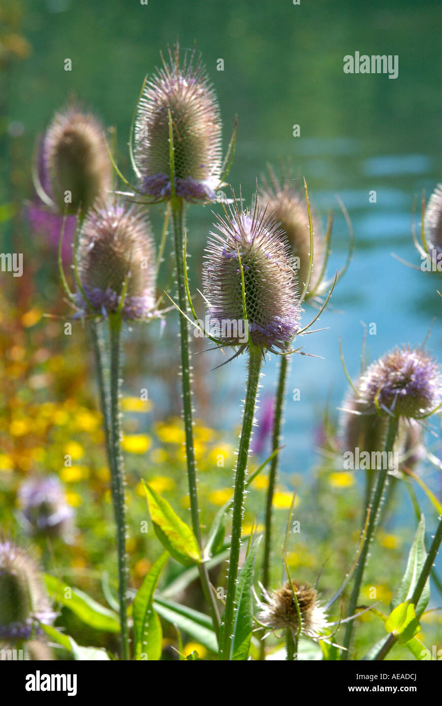 TEASEL Dipsacus fullonum una sorprendente crescita della pianta fino a cinque metri di altezza con seme spinoso teste e rosy fiori viola Foto Stock