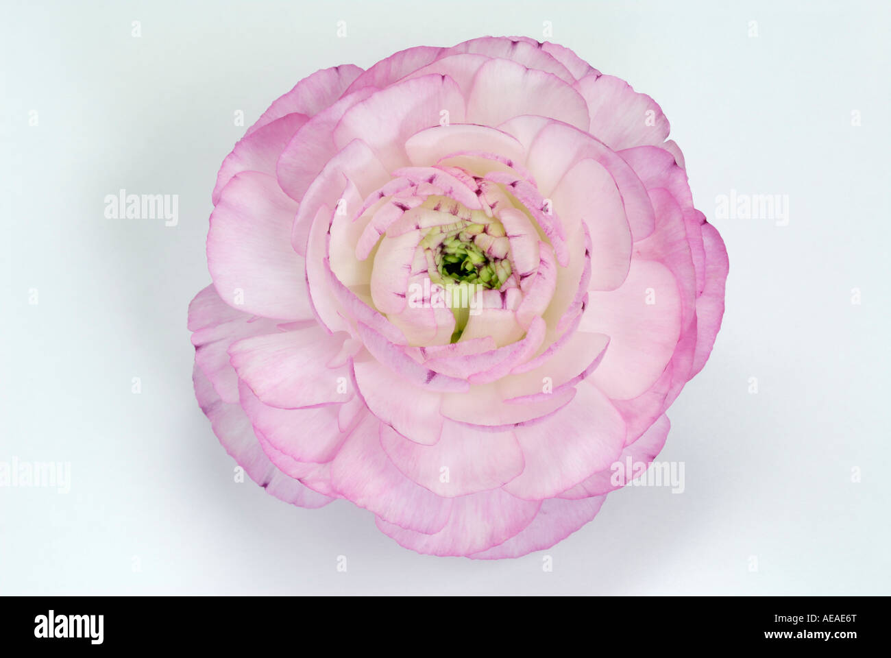 Turbante Ranunculus, ranuncolo persiano (Ranunculus asiaticus ibrido), fiore rosa, studio immagine Foto Stock