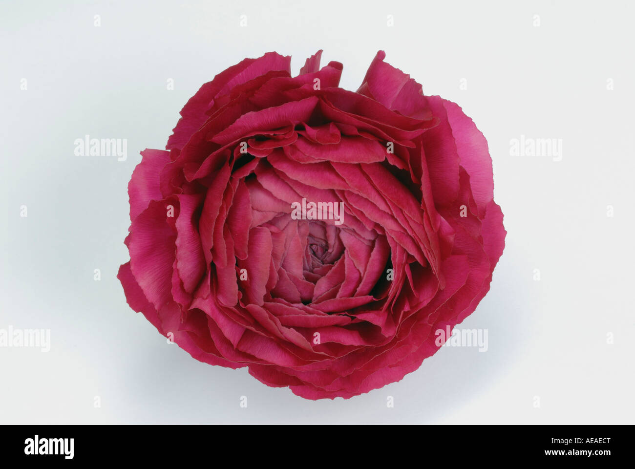 Turbante Ranunculus, ranuncolo persiano (Ranunculus asiaticus ibrido), fiore rosso, studio immagine Foto Stock
