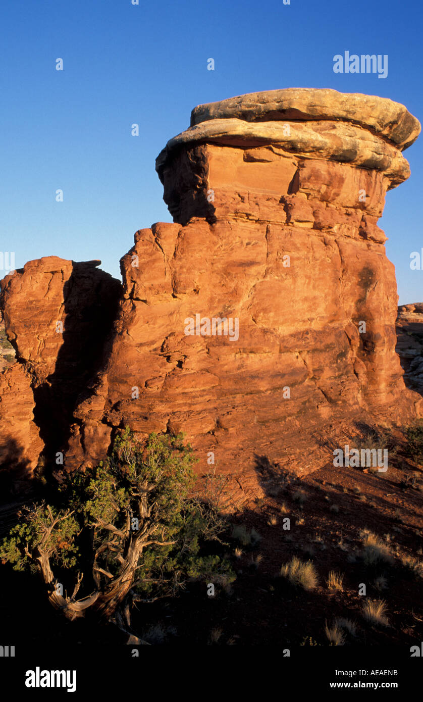 Il Parco Nazionale di Canyonlands UT Alba nel distretto di aghi Cedar Mesa formazione di arenaria nei pressi di Elephant Hill strada di accesso Foto Stock