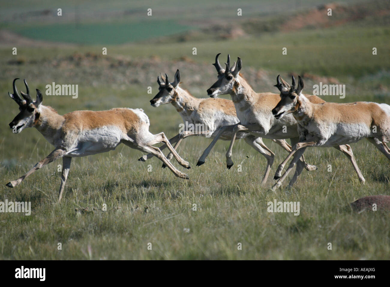 Quattro pronghorn antelope correndo insieme. Foto Stock
