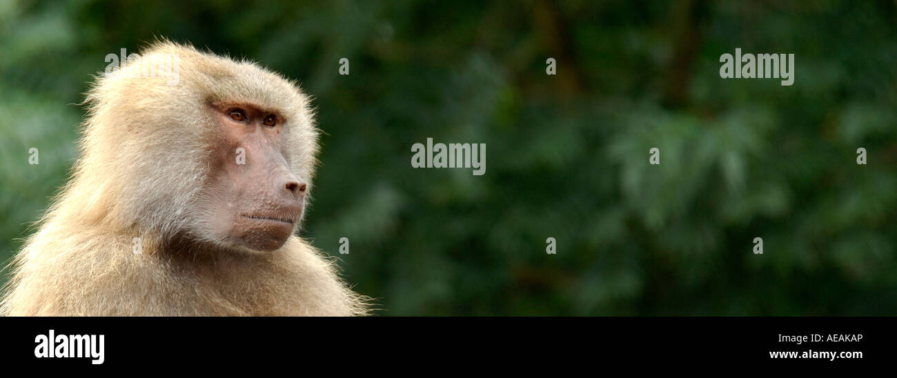 Ampio formato panoramico vicino la testa e le spalle ritratto femminile di Hamadryas Baboon Papio hamadryas Foto Stock