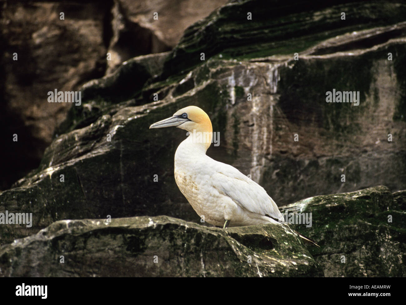 Islanda Eldey Island Bird appollaiato sulla roccia Gannett Foto Stock