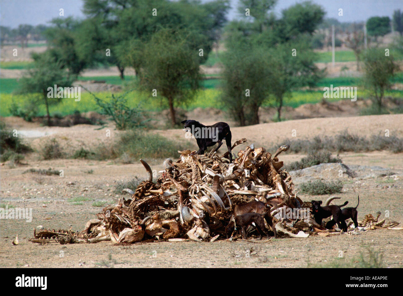 Una fame cagnaccio nero cane e due di scavenging di cuccioli tra una pila di vecchie ossa a Nalu Rajasthan in India Foto Stock