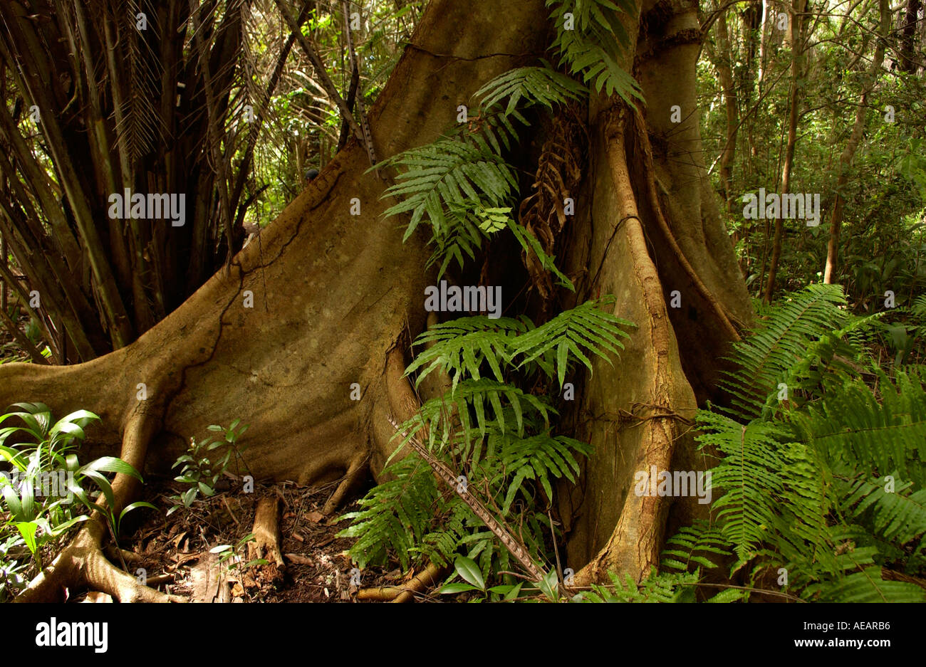 Sycamore Ficus Fig Tree con radici quadrate adatto per terreni poco profondi foresta di Jozani Zanzibar Foto Stock