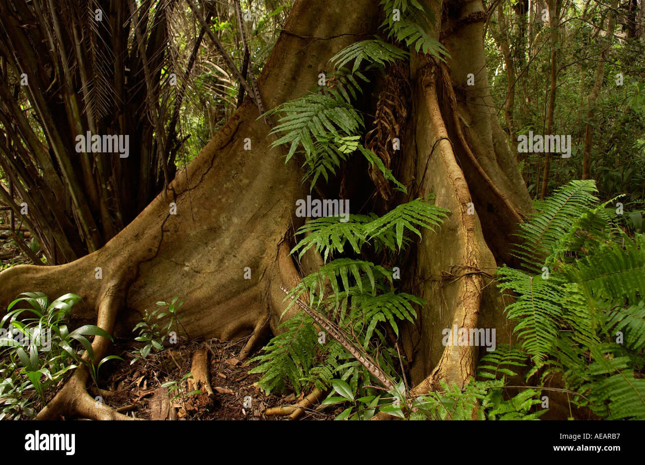 Sycamore Ficus Fig Tree con radici quadrate adatto per terreni poco profondi foresta di Jozani Zanzibar Foto Stock