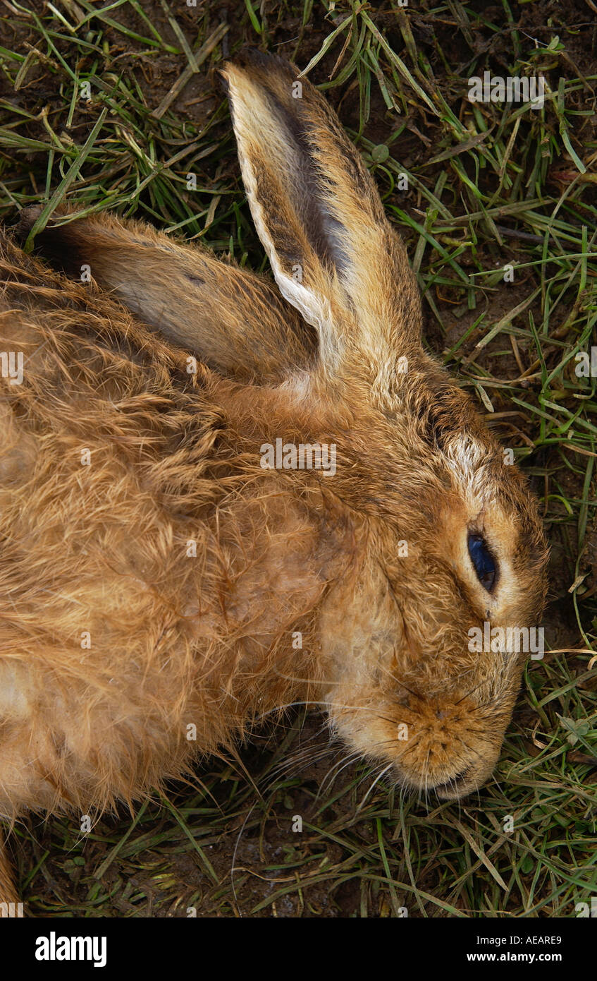 Lepre morto in un campo Oxfordshire Inghilterra Foto Stock