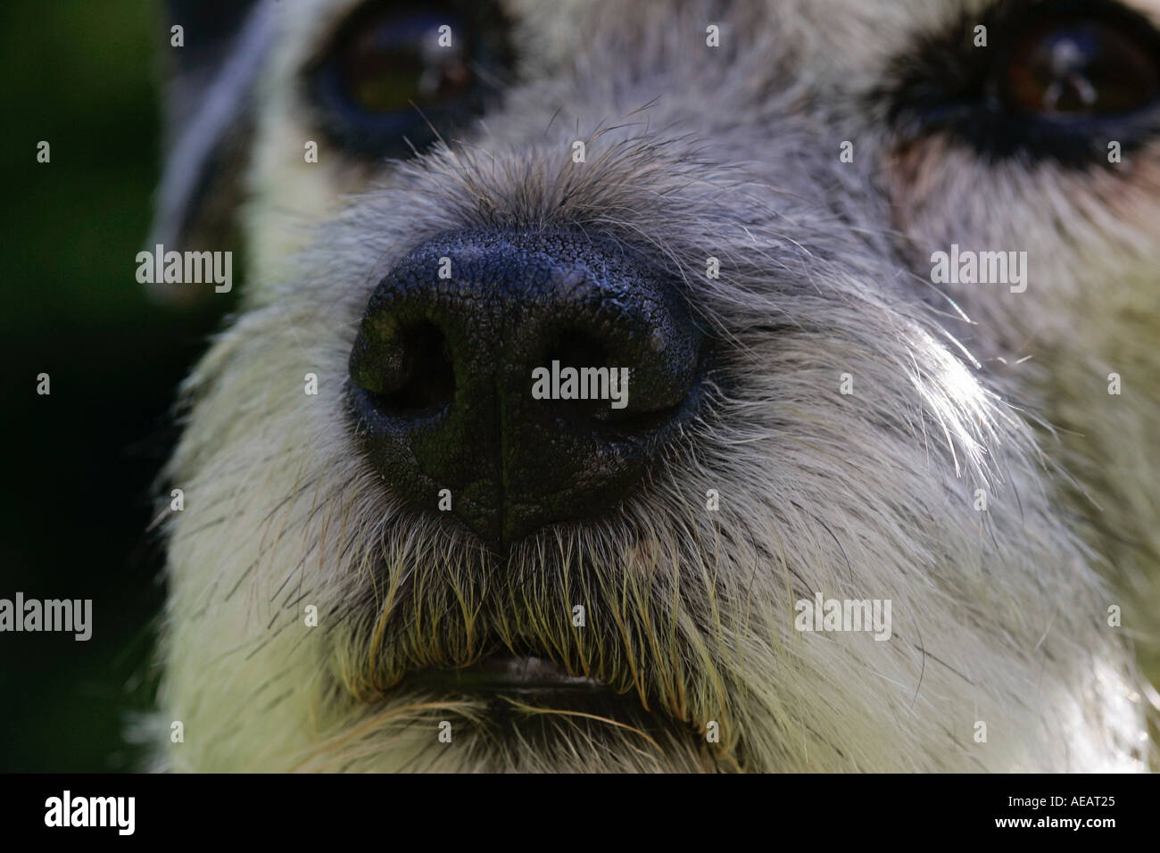 Border Terrier cane vicino fino in Inghilterra Foto Stock