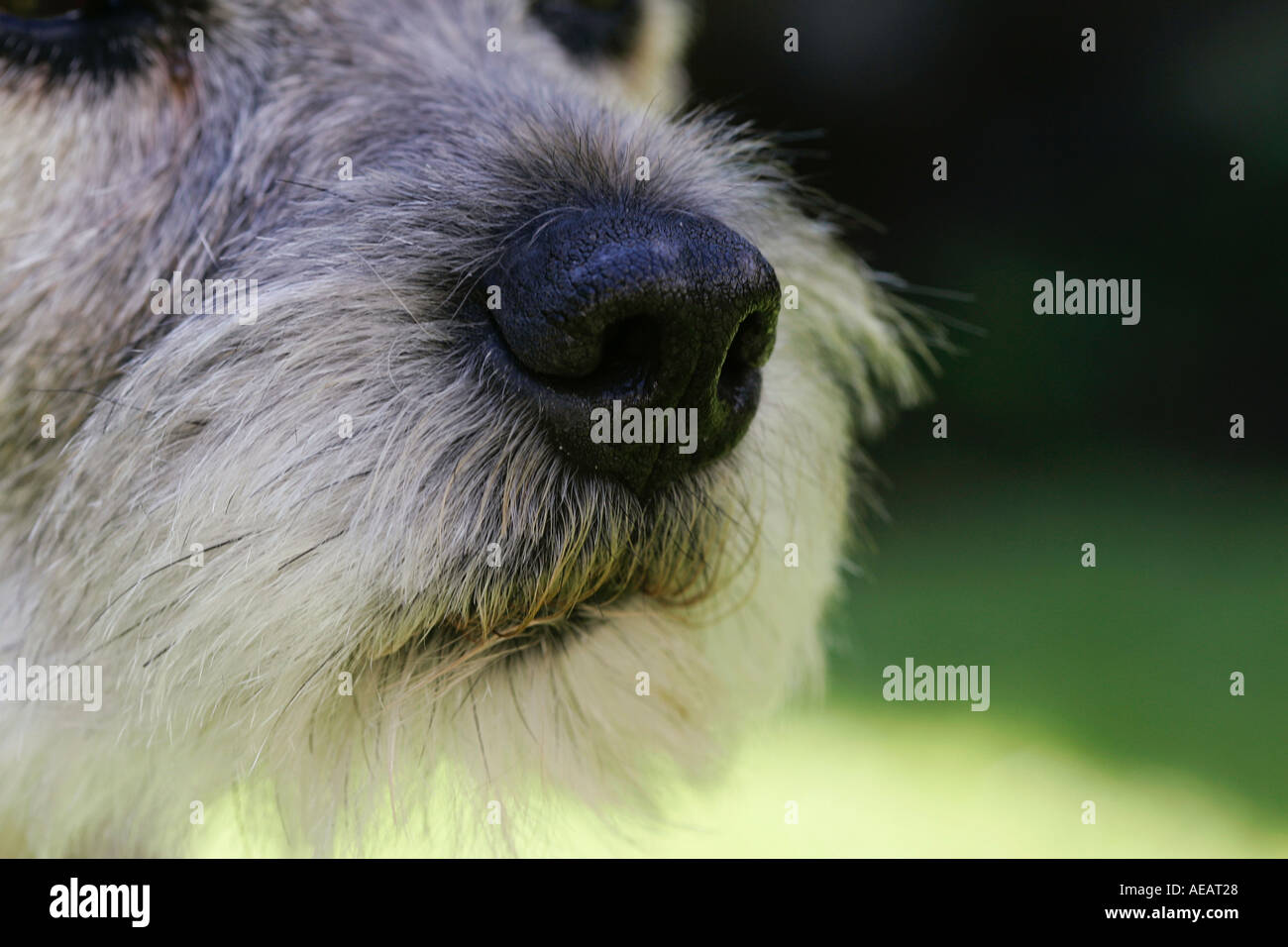 Border Terrier cane vicino fino in Inghilterra Foto Stock