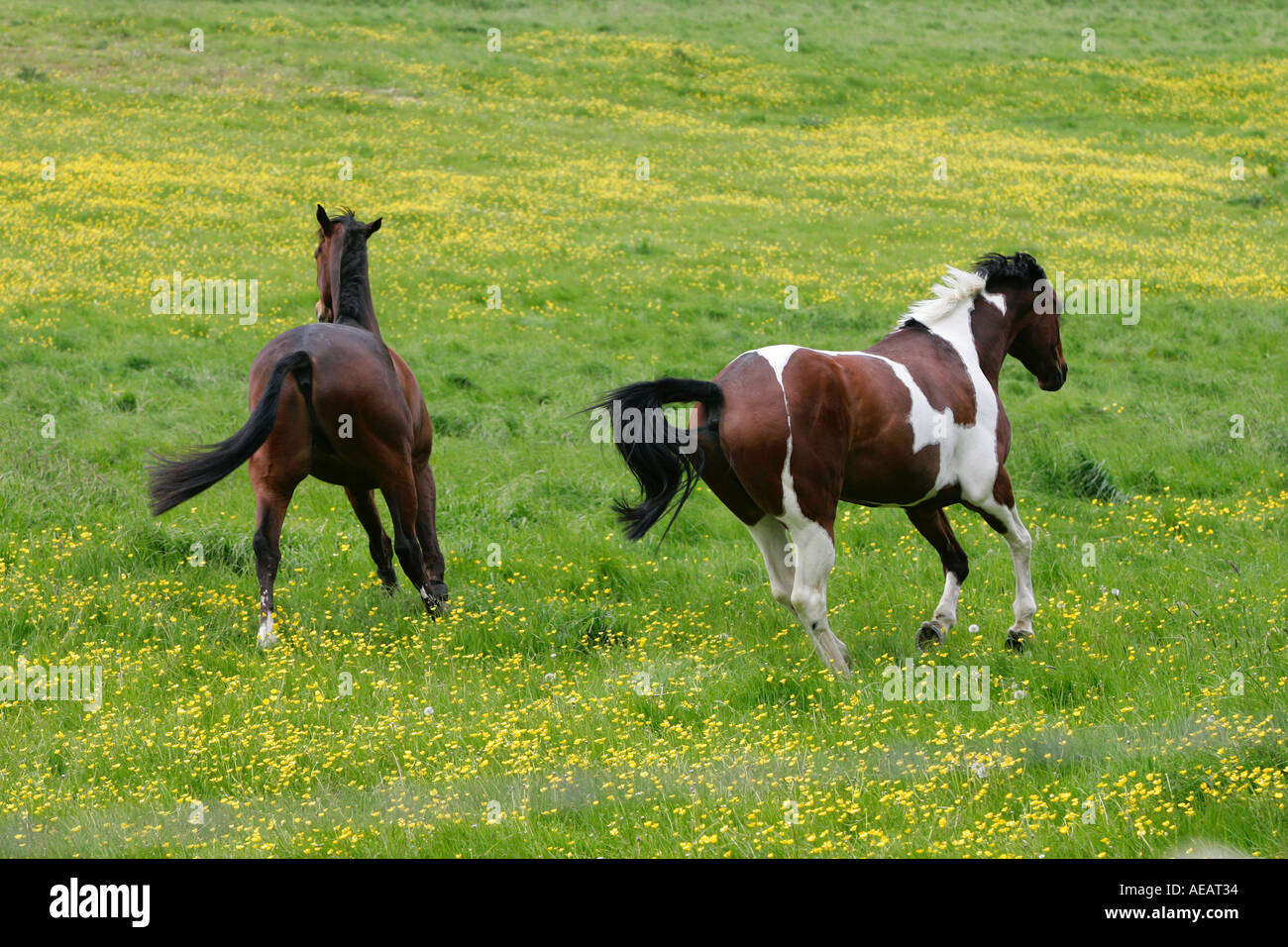 Dark Bay e Skewbald cavalli nel prato in Oxfordshire Foto Stock