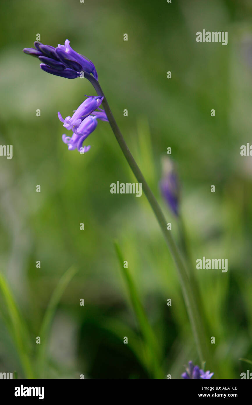 Bluebells crescendo nel bosco in Inghilterra Foto Stock