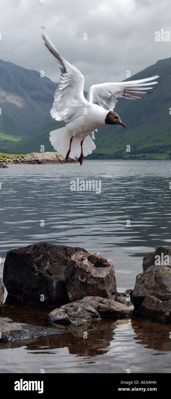 Pic da Howard Barlow BROWN intitolata sea gull WASTWATER al distretto dei laghi Foto Stock