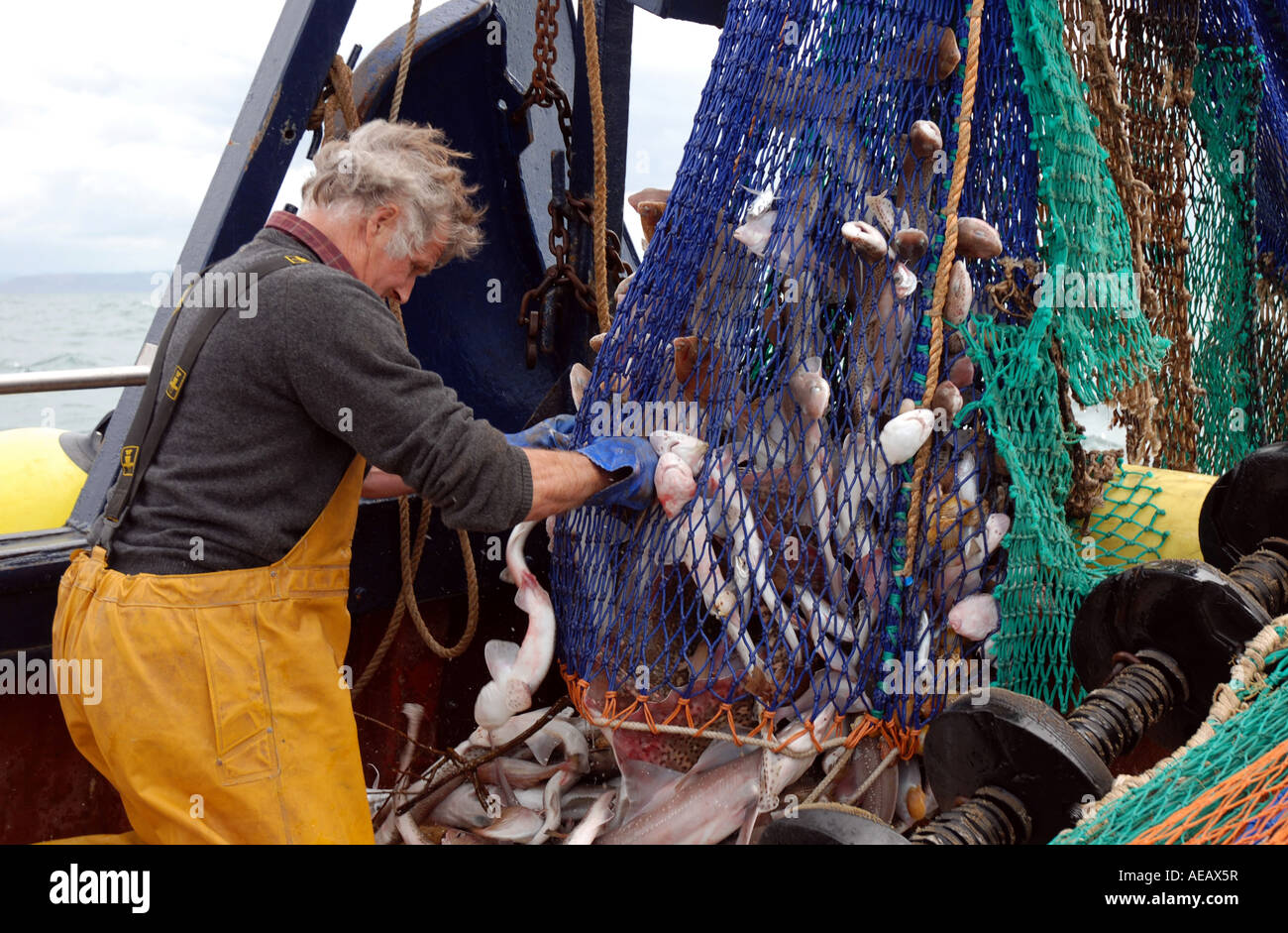Lo svuotamento di pescatori pesca reti da traino di essere svuotati sul ponte Foto Stock