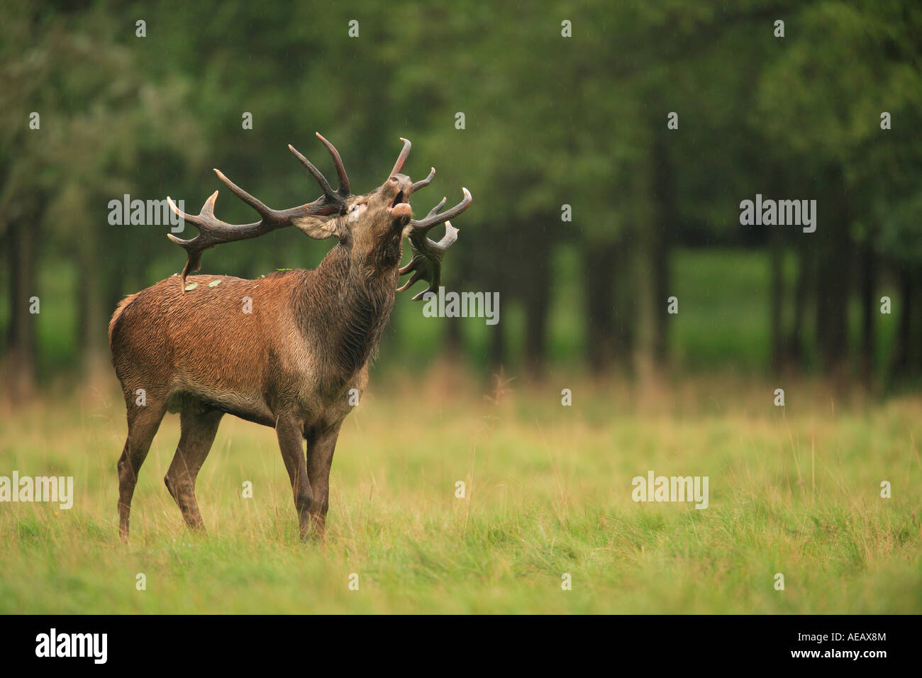 Il cervo (Cervus elaphus), rumoreggianti stag durante la routine Foto Stock