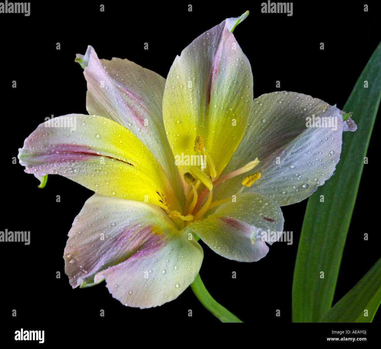 Alstroemeria (peruviano Lily) Foto Stock