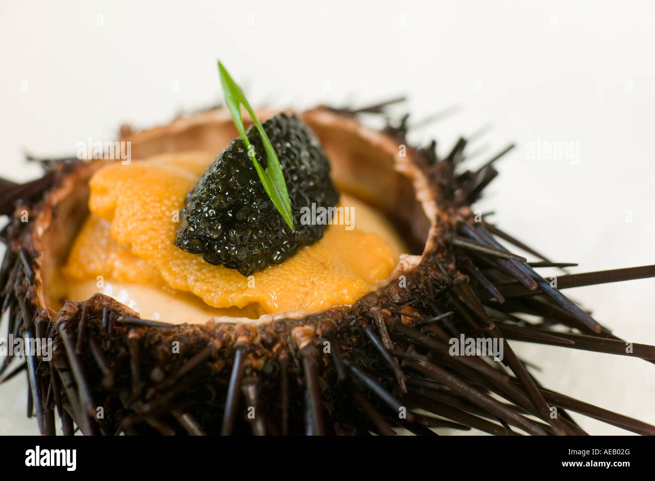 Riccio di mare piatto Foto Stock