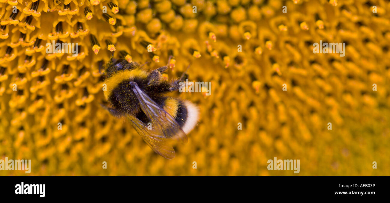 Bumble Bee e il girasole Foto Stock