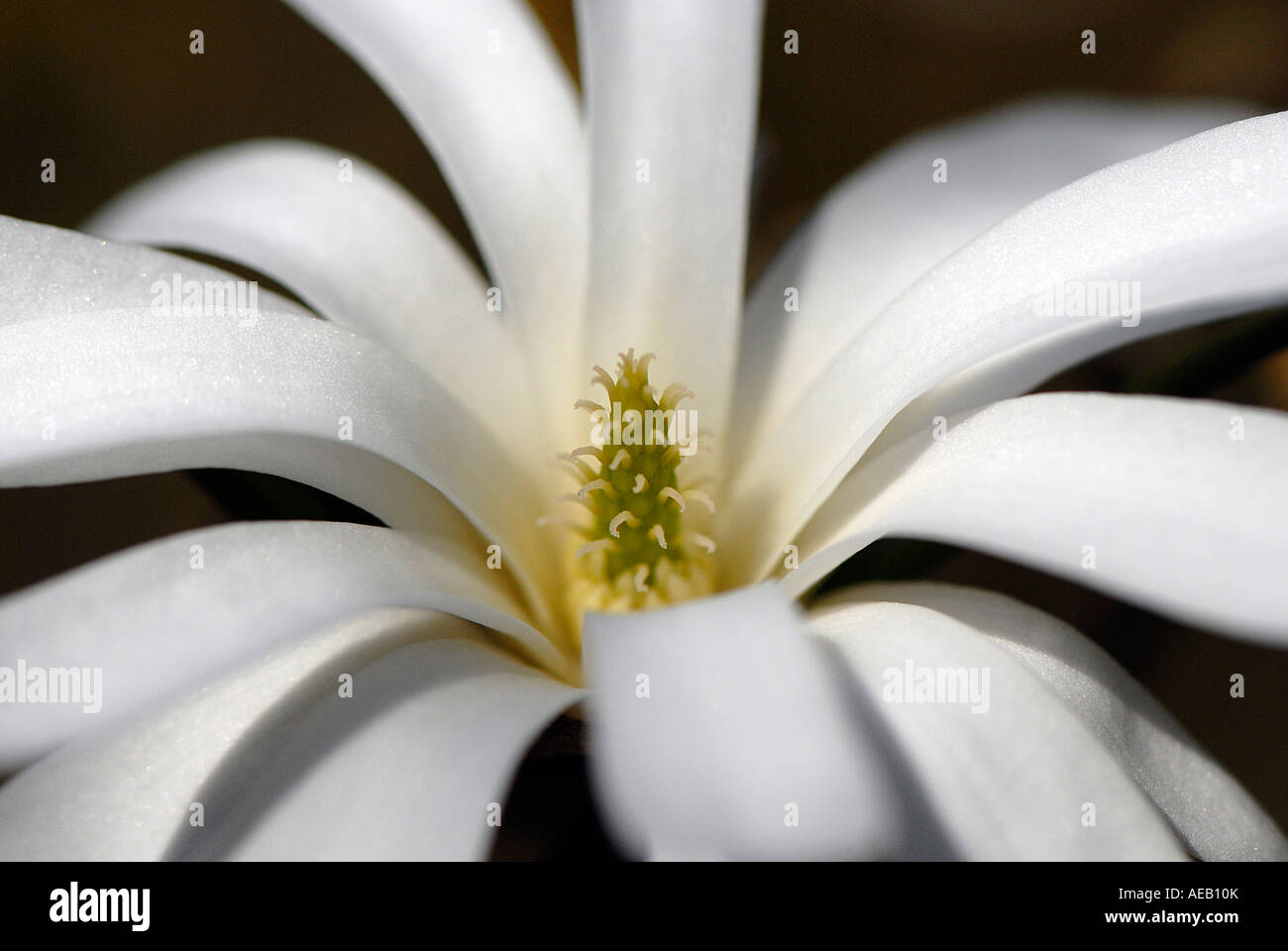 Magnolia stellata 'Royal Star' Fiore close-up Foto Stock Magnolia stellata 'Royal Star' Fiore close-up Foto Stock