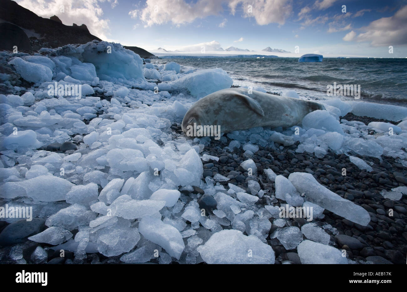 Antartide guarnizione di Weddell Leptonychotes weddellii appoggiata in mezzo a piccoli pezzi di ghiaccio sfacciata sulla spiaggia a Brown Bluff Foto Stock