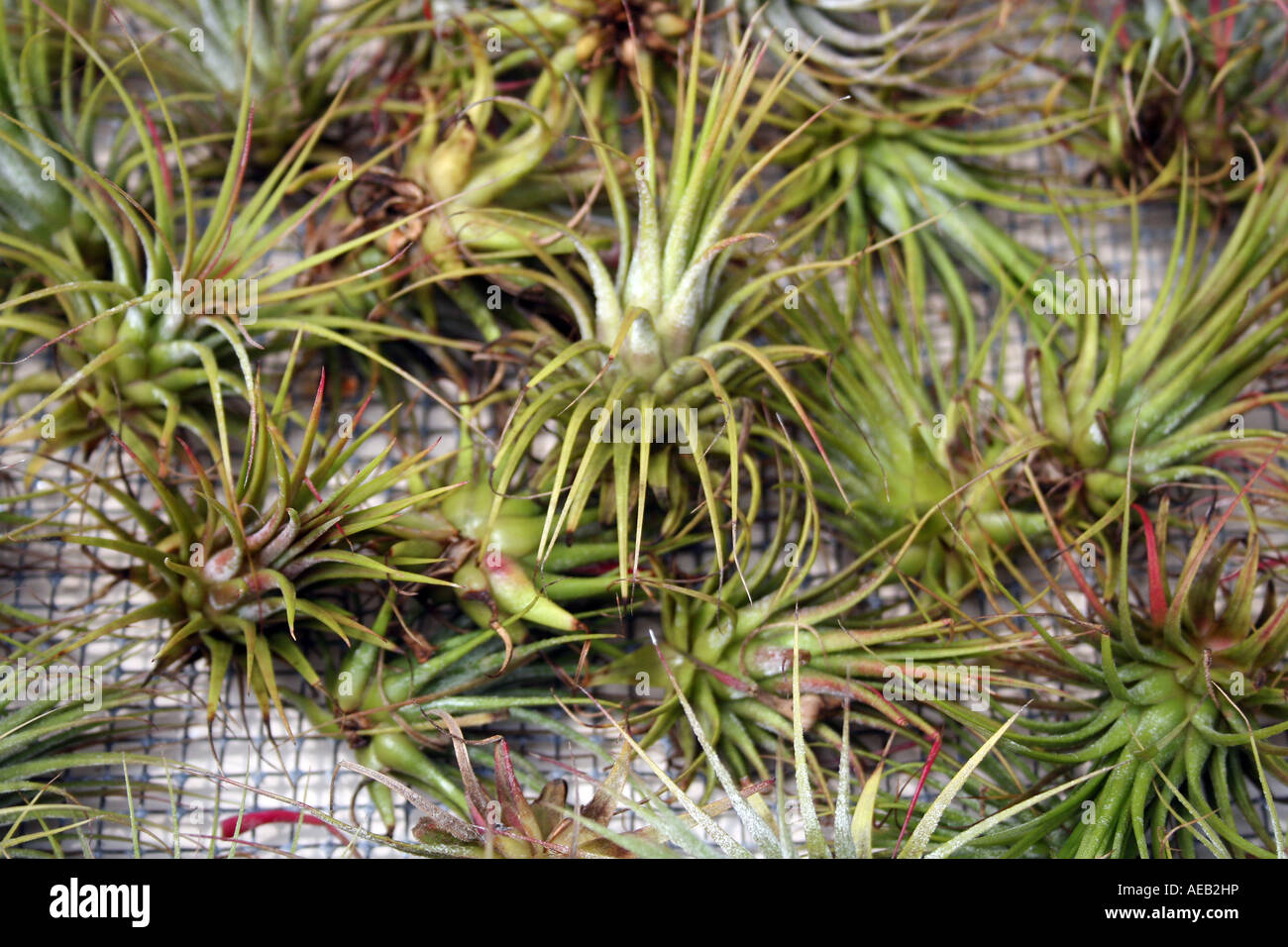 impianti di aria Foto Stock