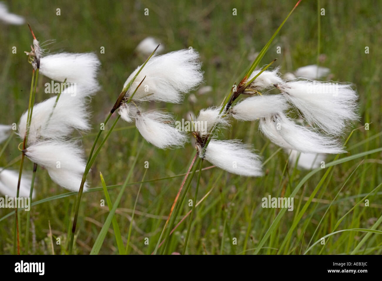 Fiori di cotone di erba o di lepri Tail Eriophorum vaginatum soffiando nel vento Ben Eighe Riserva Naturale Nazionale Scozia UK Foto Stock