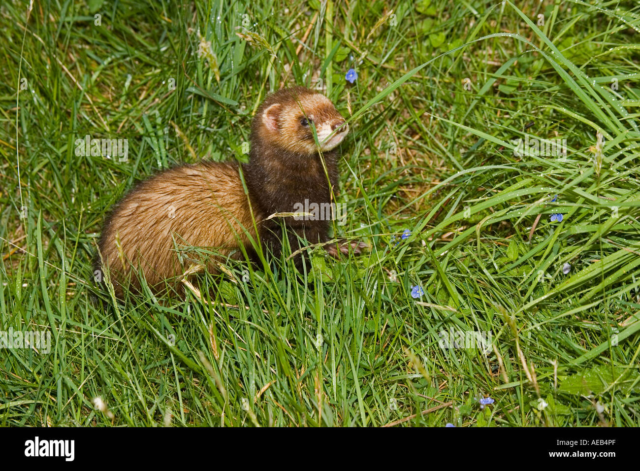 Polecat Mustela putorius Highland Wildlife Park Scotland Regno Unito Foto Stock