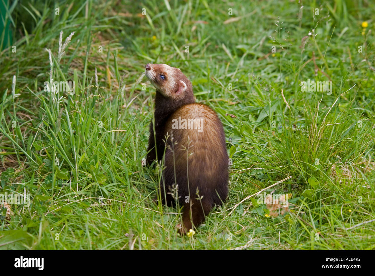 Polecat Mustela putorius Highland Wildlife Park Scotland Regno Unito Foto Stock