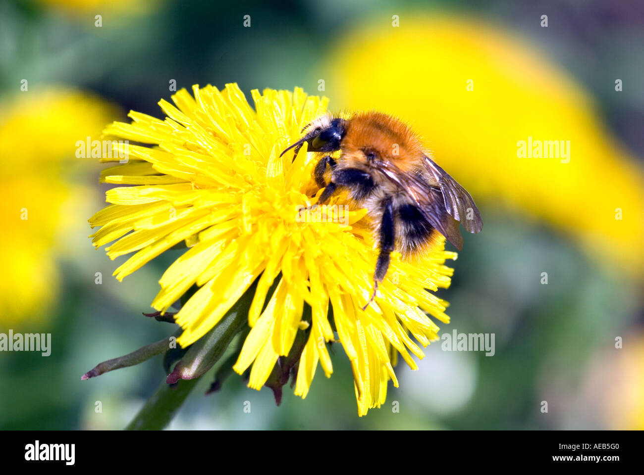 A Bumble Bee bumblebee bombi su un fiore di tarassaco fiore fiorisce rigogliosa pianta primavera succhiare il nettare proboscide insetto Foto Stock