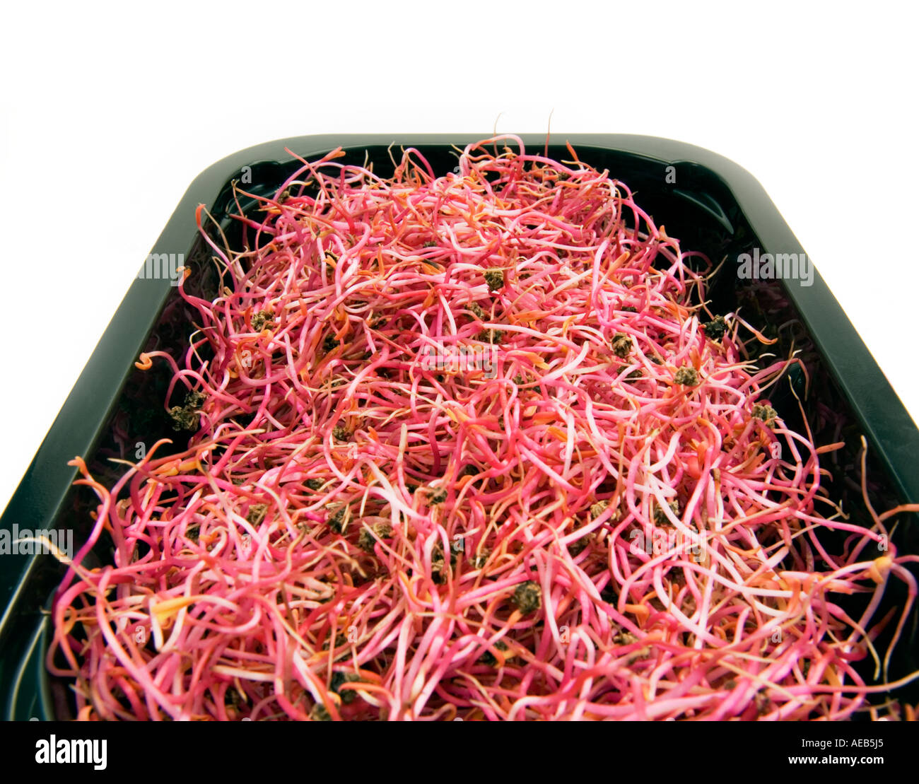 Naturale germogli ROSABI seme è di andare fuori nuovo cibo rosso barbabietola Insalata di barbabietole pasto moderno vaso nero Foto Stock