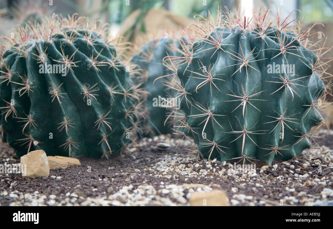 Il Fishhook Barrel Cactus (Ferocactus wislizeni) alla fine dell'estate nel Regno Unito Foto Stock