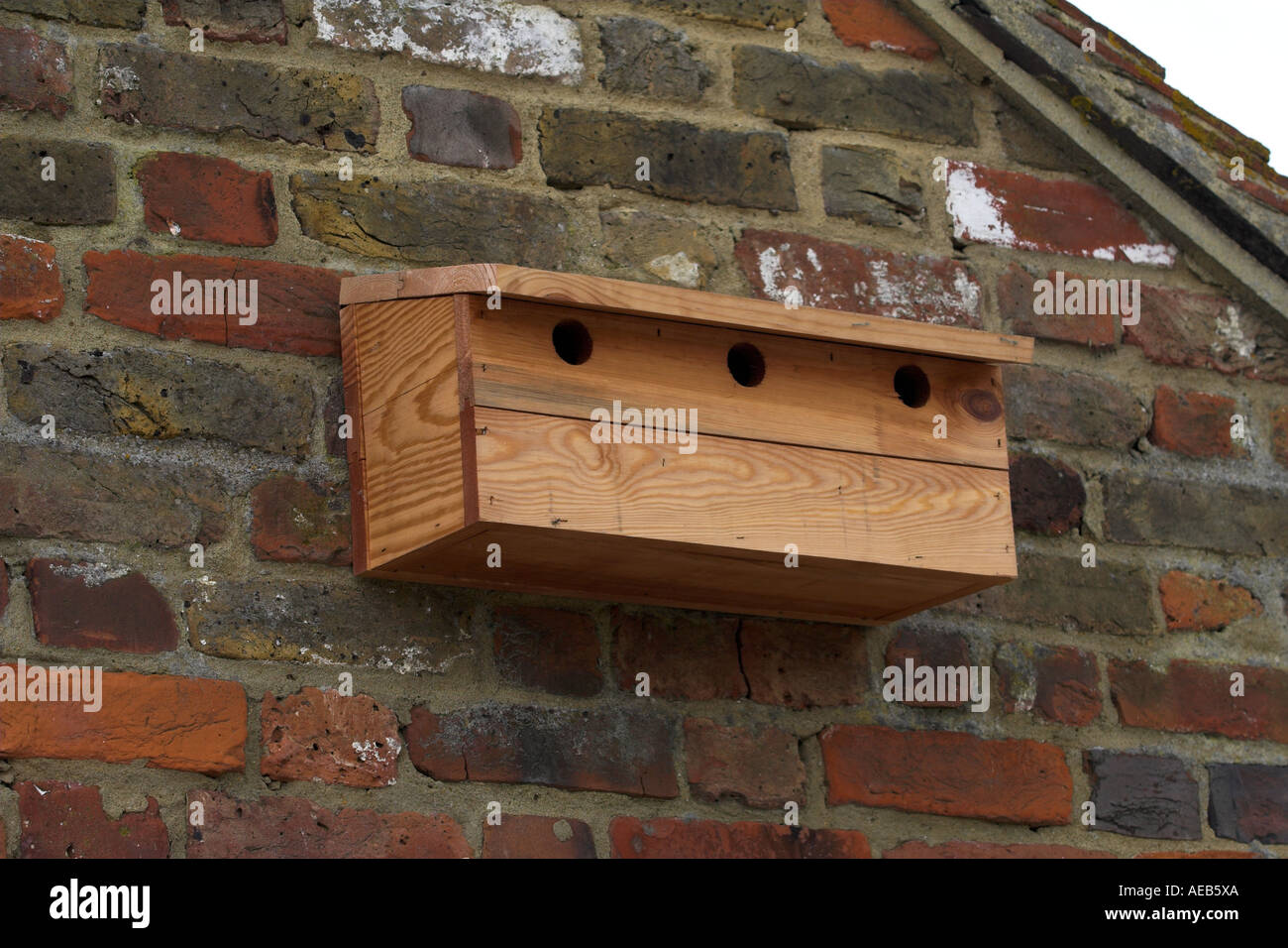 Scatola di nido su un mattone gable end wall Kent REGNO UNITO molla Foto Stock