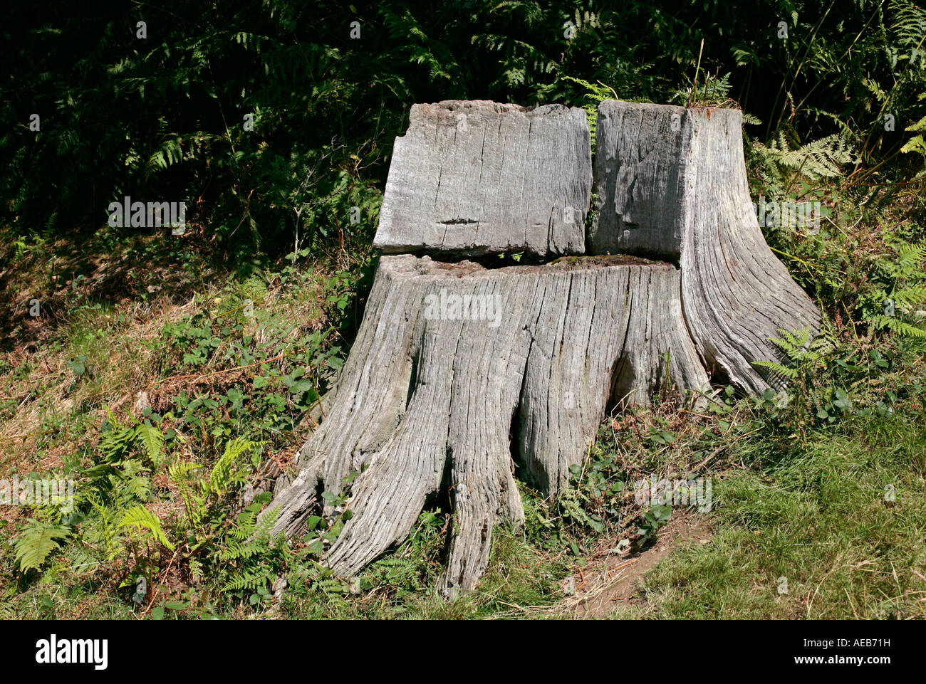 Sedia da giardino ricavato da un vecchio ceppo di albero Foto stock - Alamy