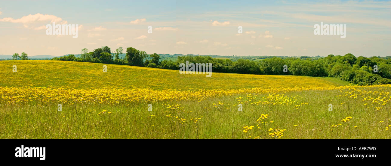 Sistema di messa a riposo dei terreni agricoli. La colonizzazione di massa di Hawkweed sulla terra disturbato Hampshire Inghilterra Giugno Foto Stock