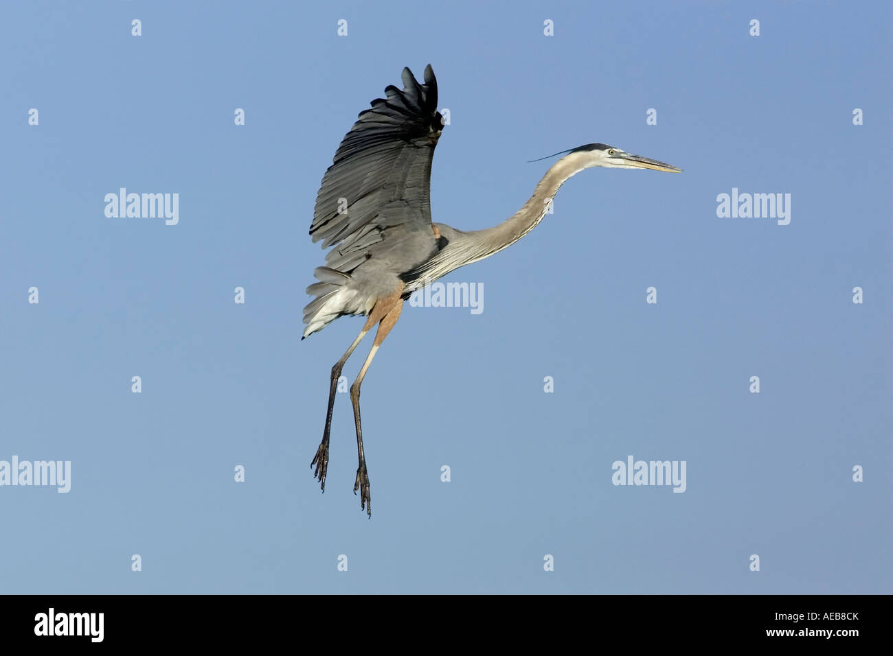 Un adulto airone blu ritorno alla terra torna al sito nido Foto Stock