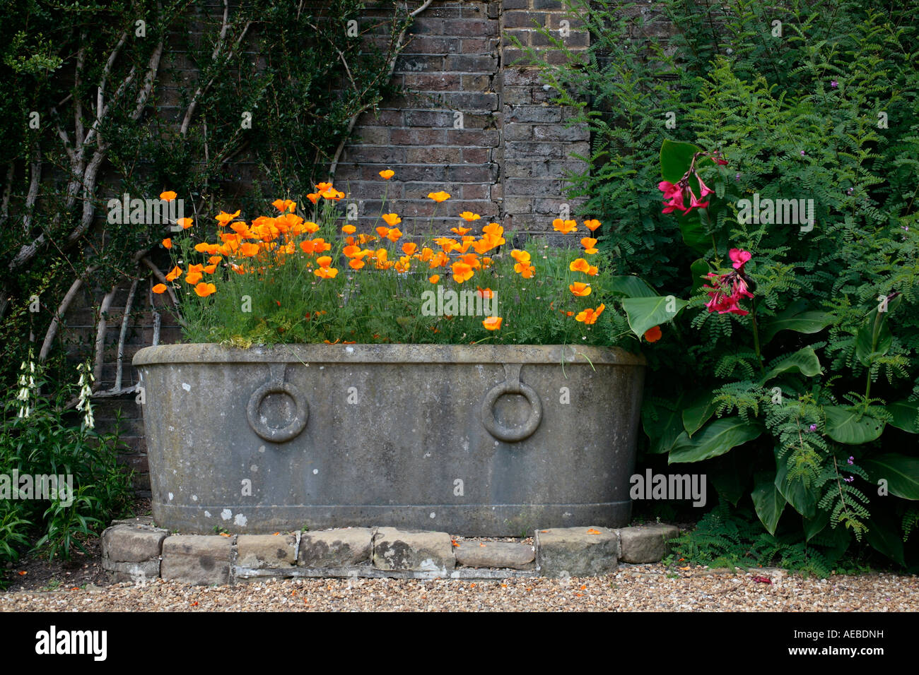 Grande piantatrice giardino di piombo riempito con papaveri californiani fioriti (Eschschschscholzia californnica) a fine estate nel Regno Unito Foto Stock