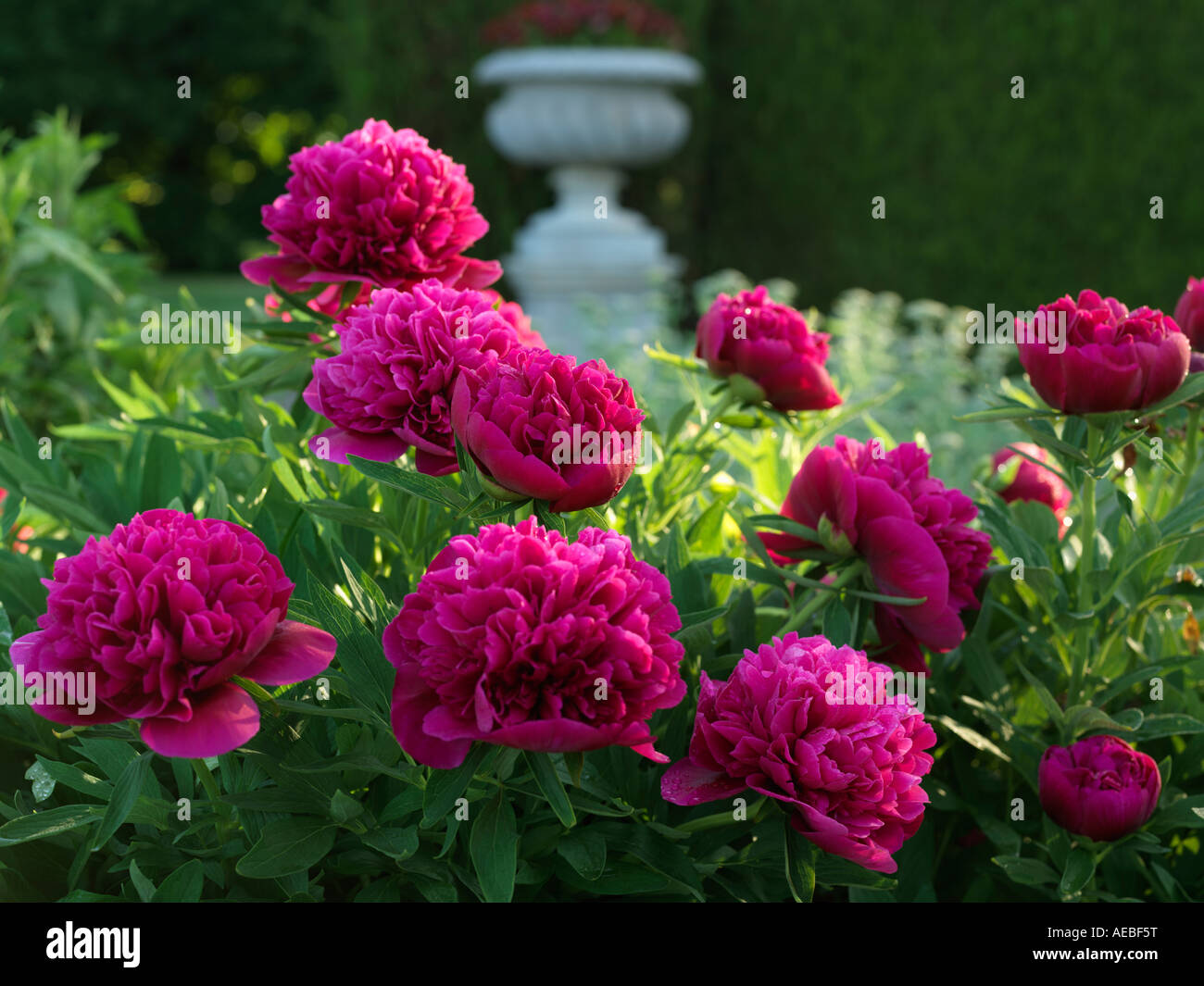 Canada Ontario Cascate del Niagara Scuola di Orticoltura peonia piante in giardino genere Paeonia famiglia Paeoniaceae Foto Stock