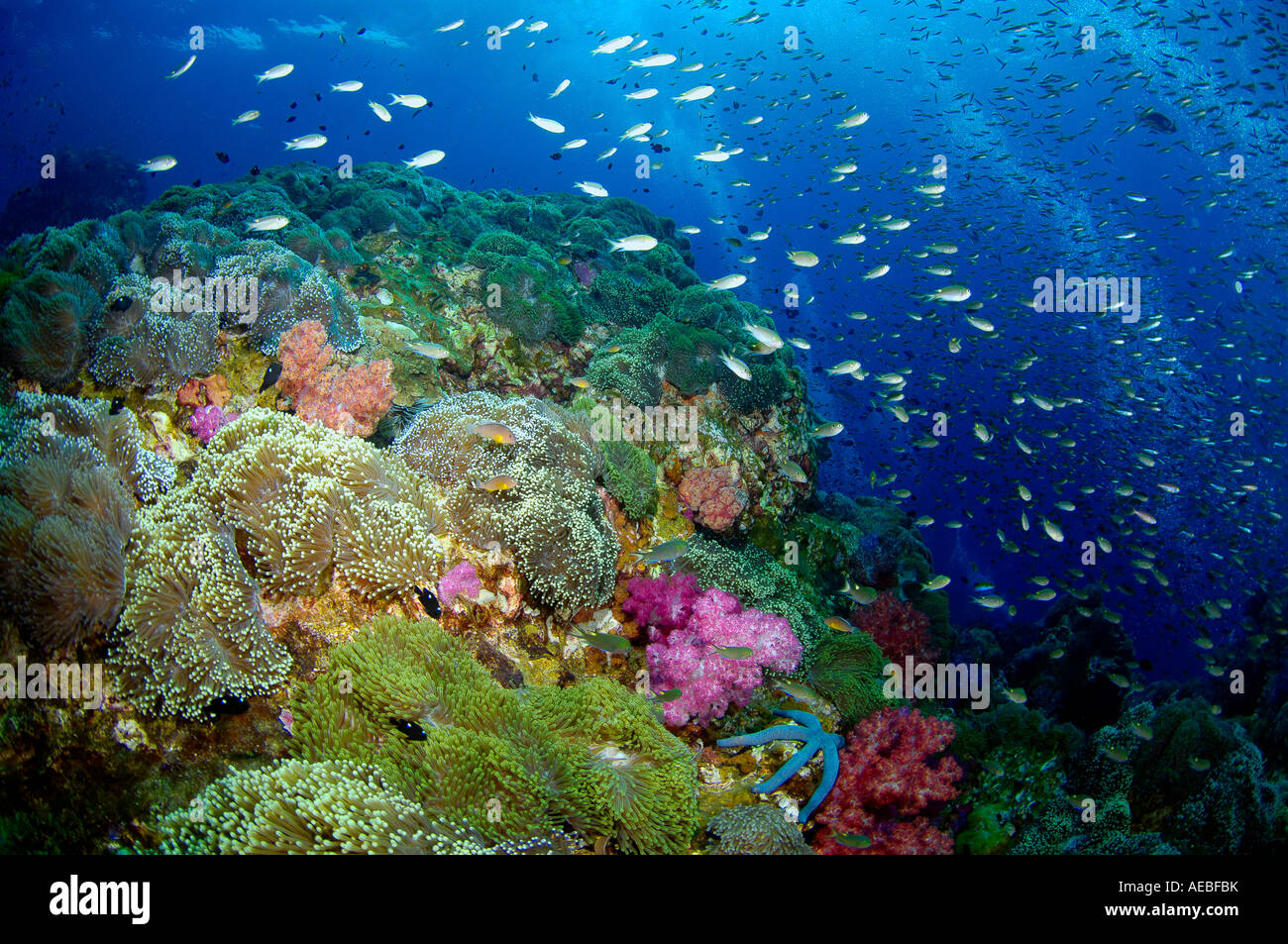 Thailandia scena sulla barriera corallina grandi scuole di pesci e di grande visibilità subacquea Foto Stock