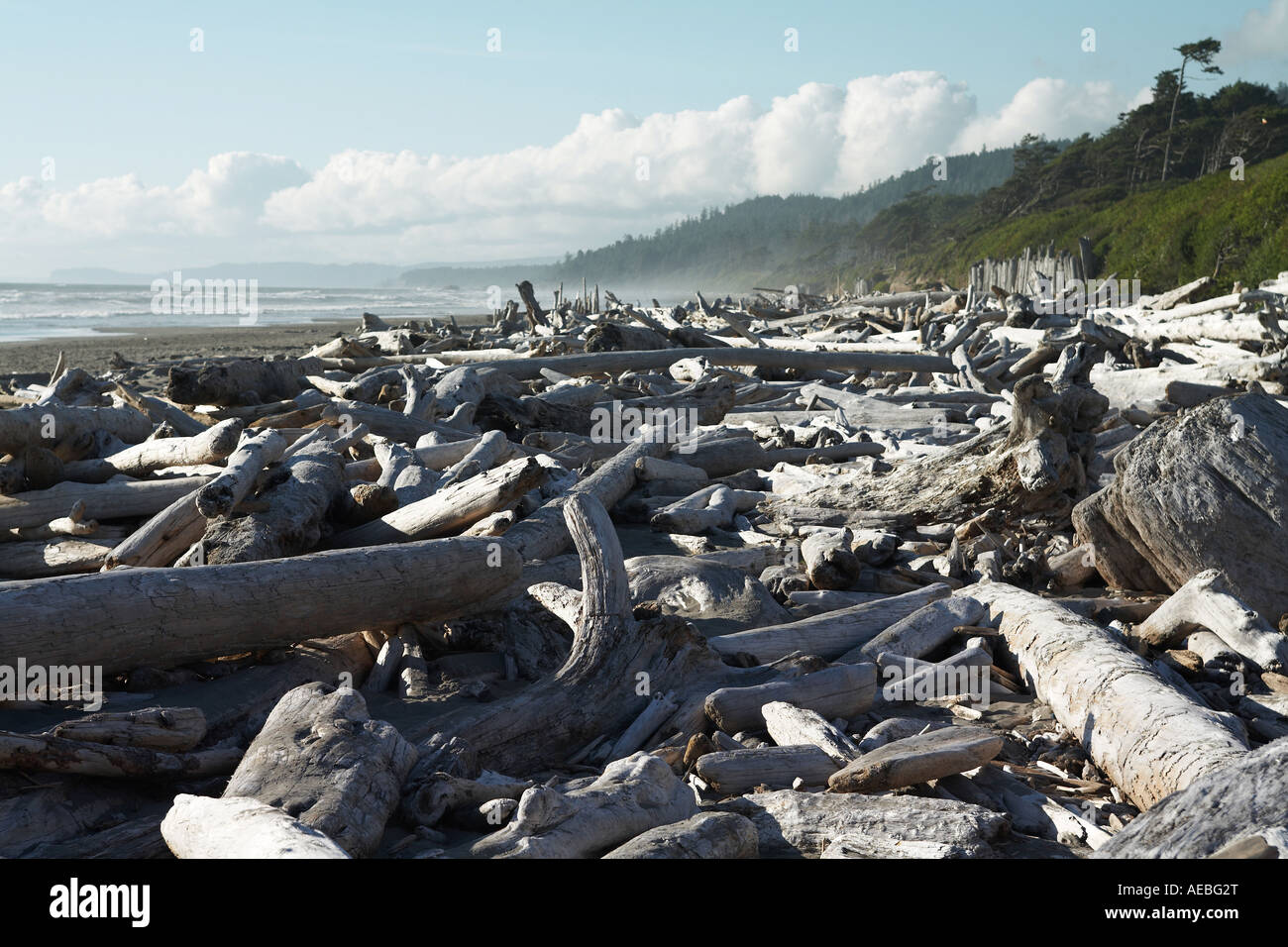 Spiaggia con migliaia di Driftwood registri su Kalaloch Beach, Parco Nazionale di Olympic, Penisola Olimpica, Washington Foto Stock