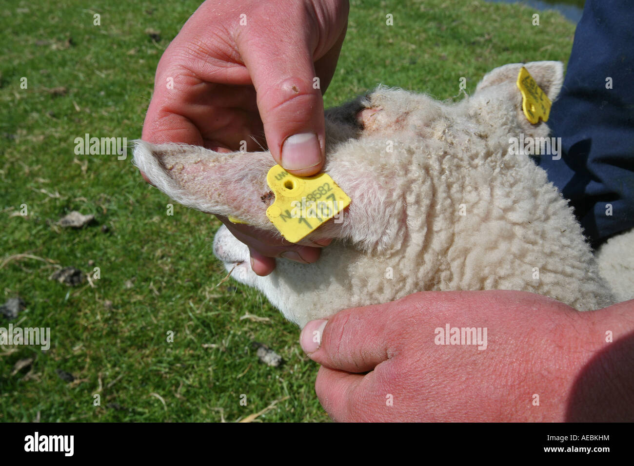 Pecora di rasatura solo uso editoriale nessuna pubblicità negativa Foto Stock