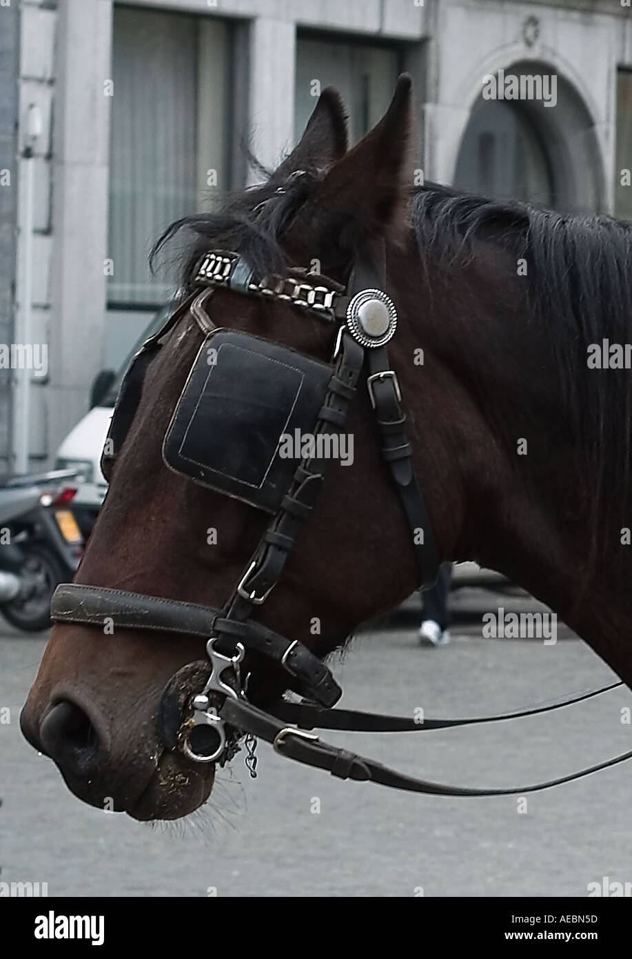 Carrello cavallo che indossa paraocchi Foto Stock