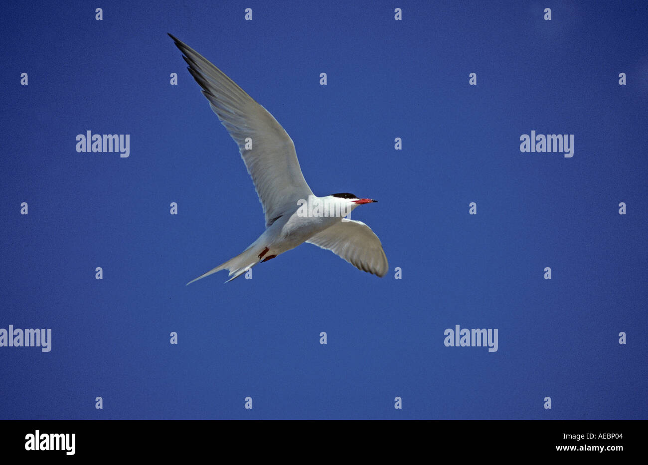 Tern comune in volo NORFOLK REGNO UNITO Foto Stock