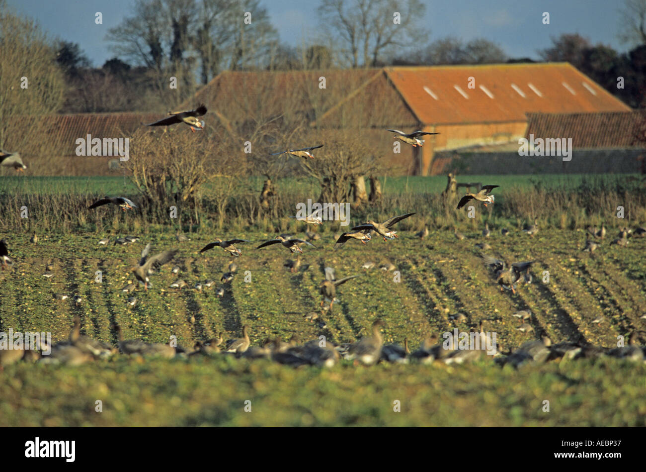 Pink footed oche sulla barbabietola da zucchero con edifici agricoli Norfolk Regno Unito Foto Stock