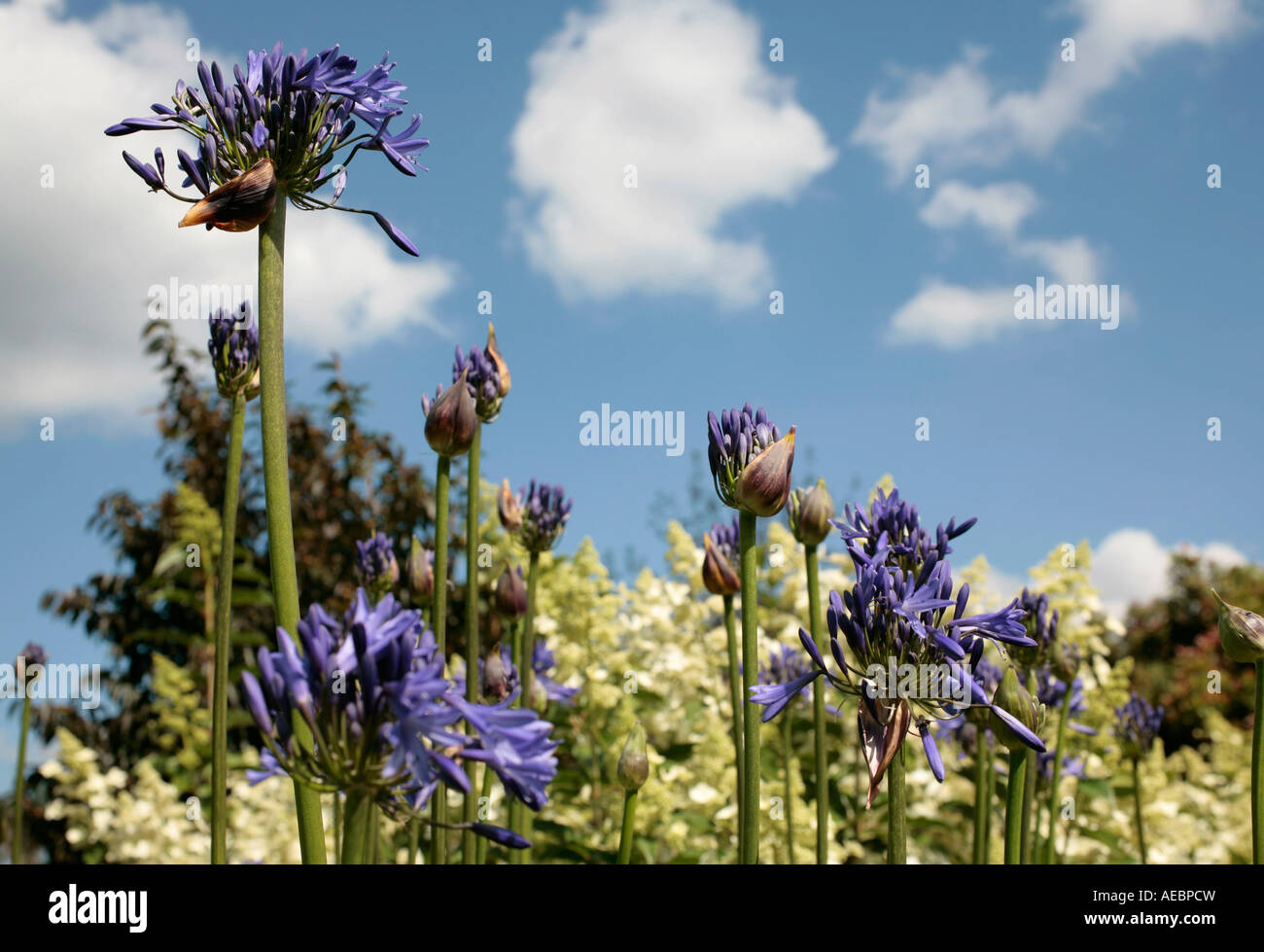 Giglio del Nilo (Nutans di Agapanthus) fiori e germogli contro un cielo blu in estate Foto Stock
